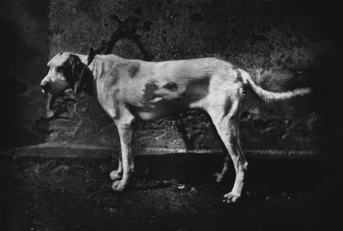 Tamerlan, chien vendéen à M. Baudry d'Asson - Tiré de l'ouvrage La Chasse du chevreuil - Comte Auguste de Chabot (1879) - Firmin-Didot (Paris) - BnF (